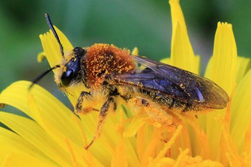 Andrena haemorrhoa